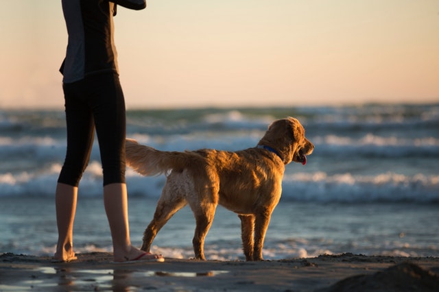 Een vakantie plannen met je hond